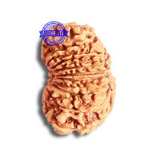 Load image into Gallery viewer, 16 Mukhi Rudraksha from Nepal - Bead No. 95