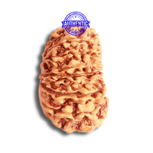 Load image into Gallery viewer, 16 Mukhi Rudraksha from Nepal - Bead No. 95