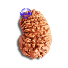 Load image into Gallery viewer, 16 Mukhi Rudraksha from Nepal - Bead No. 96