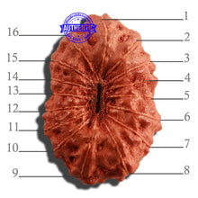 Load image into Gallery viewer, 16 Mukhi Rudraksha from Indonesia - Bead No 214