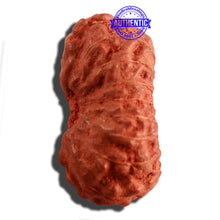 Load image into Gallery viewer, 16 Mukhi Rudraksha from Indonesia - Bead No 214