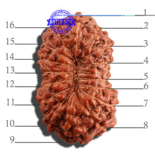 Load image into Gallery viewer, 16 Mukhi Rudraksha from Indonesia - Bead No. 217