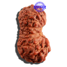 Load image into Gallery viewer, 16 Mukhi Rudraksha from Indonesia - Bead No. 217