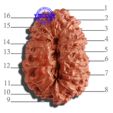 Load image into Gallery viewer, 16 Mukhi Rudraksha from Indonesia - Bead No. 218