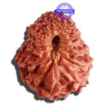 Load image into Gallery viewer, 16 Mukhi Rudraksha from Indonesia - Bead No. 219