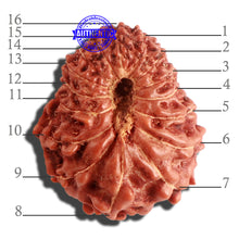 Load image into Gallery viewer, 16 Mukhi Rudraksha from Indonesia - Bead No. 219