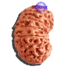 Load image into Gallery viewer, 16 Mukhi Rudraksha from Indonesia - Bead No. 221