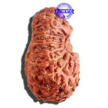 Load image into Gallery viewer, 16 Mukhi Rudraksha from Indonesia - Bead No. 222