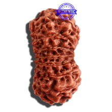 Load image into Gallery viewer, 16 Mukhi Rudraksha from Indonesia - Bead No. 224