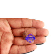 Load image into Gallery viewer, 16 Mukhi Rudraksha from Indonesia - Bead No. 225