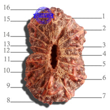 Load image into Gallery viewer, 16 Mukhi Rudraksha from Indonesia - Bead No. 225