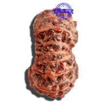 Load image into Gallery viewer, 16 Mukhi Rudraksha from Indonesia - Bead No. 225