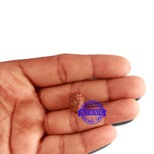 Load image into Gallery viewer, 16 Mukhi Rudraksha from Indonesia - Bead No 227