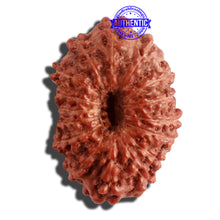 Load image into Gallery viewer, 16 Mukhi Rudraksha from Indonesia - Bead No 227
