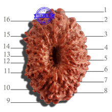 Load image into Gallery viewer, 16 Mukhi Rudraksha from Indonesia - Bead No 227