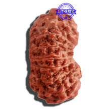 Load image into Gallery viewer, 16 Mukhi Rudraksha from Indonesia - Bead No 227