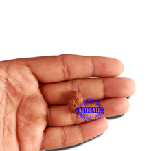 Load image into Gallery viewer, 16 Mukhi Rudraksha from Indonesia - Bead No. 230