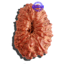 Load image into Gallery viewer, 16 Mukhi Rudraksha from Indonesia - Bead No. 230