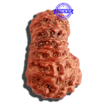 Load image into Gallery viewer, 16 Mukhi Rudraksha from Indonesia - Bead No. 230