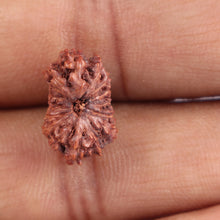 Load image into Gallery viewer, 16 Mukhi Rudraksha from Indonesia - Bead No. 148
