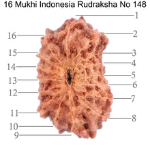 Load image into Gallery viewer, 16 Mukhi Rudraksha from Indonesia - Bead No. 148