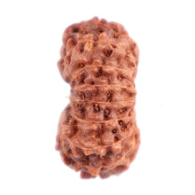 Load image into Gallery viewer, 16 Mukhi Rudraksha from Indonesia - Bead No. 148