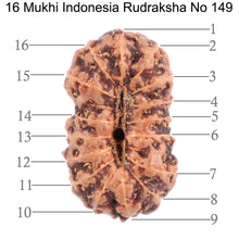 Load image into Gallery viewer, 16 Mukhi Rudraksha from Indonesia - Bead No. 149
