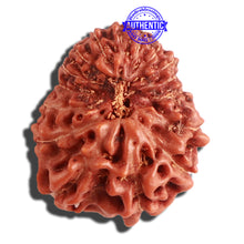 Load image into Gallery viewer, 16 Mukhi Rudraksha from Indonesia - Bead No. 219