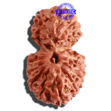 Load image into Gallery viewer, 16 Mukhi Gaurishankar Rudraksha from Indonesia - Bead No. 232