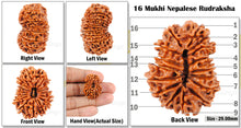 Load image into Gallery viewer, 16 Mukhi Rudraksha from Nepal - Bead No. 26