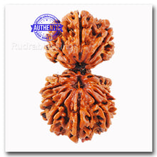 Load image into Gallery viewer, 16 Mukhi Gaurishanker Rudraksha from Nepal - Bead No. 15
