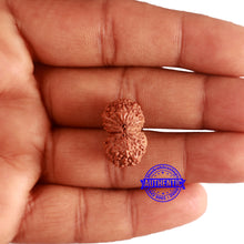 Load image into Gallery viewer, 16 Mukhi Gaurishankar Rudraksha from Indonesia - Bead No. 231