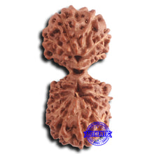 Load image into Gallery viewer, 16 Mukhi Gaurishankar Rudraksha from Indonesia - Bead No. 233