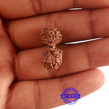 Load image into Gallery viewer, 16 Mukhi Gaurishankar Rudraksha from Indonesia - Bead No. 233