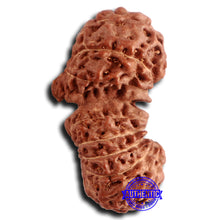 Load image into Gallery viewer, 16 Mukhi Gaurishankar Rudraksha from Indonesia - Bead No. 233