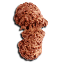 Load image into Gallery viewer, 16 Mukhi Gaurishankar Rudraksha from Indonesia - Bead No. 233