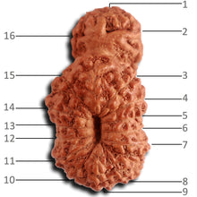 Load image into Gallery viewer, 16 Mukhi Gaurishankar Rudraksha from Indonesia - Bead No. 235