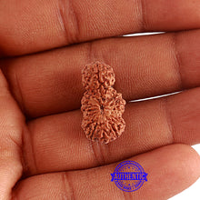 Load image into Gallery viewer, 16 Mukhi Gaurishankar Rudraksha from Indonesia - Bead No. 235