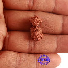 Load image into Gallery viewer, 16 Mukhi Gaurishankar Rudraksha from Indonesia - Bead No. 237