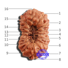 Load image into Gallery viewer, 16 Mukhi Rudraksha from Indonesia - Bead No 239