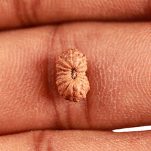 Load image into Gallery viewer, 16 Mukhi Rudraksha from Indonesia - Bead No 239