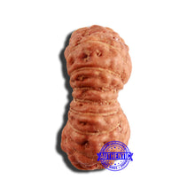 Load image into Gallery viewer, 16 Mukhi Rudraksha from Indonesia - Bead No 239