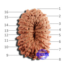 Load image into Gallery viewer, 16 Mukhi Rudraksha from Indonesia - Bead No 240