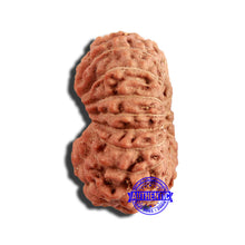 Load image into Gallery viewer, 16 Mukhi Rudraksha from Indonesia - Bead No 240