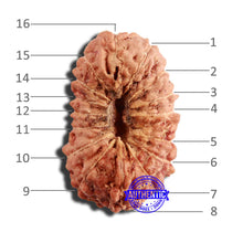 Load image into Gallery viewer, 16 Mukhi Rudraksha from Indonesia - Bead No 245