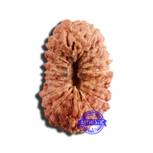 Load image into Gallery viewer, 16 Mukhi Rudraksha from Indonesia - Bead No 245
