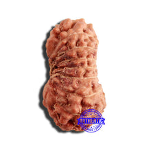 Load image into Gallery viewer, 16 Mukhi Rudraksha from Indonesia - Bead No 245
