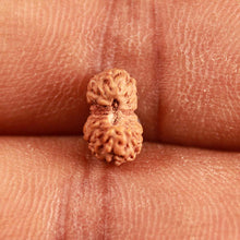 Load image into Gallery viewer, 16 Mukhi Rudraksha from Indonesia - Bead No 246
