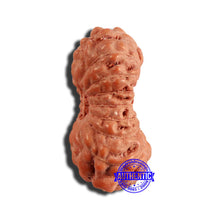 Load image into Gallery viewer, 16 Mukhi Rudraksha from Indonesia - Bead No 247
