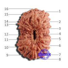Load image into Gallery viewer, 16 Mukhi Rudraksha from Indonesia - Bead No 248